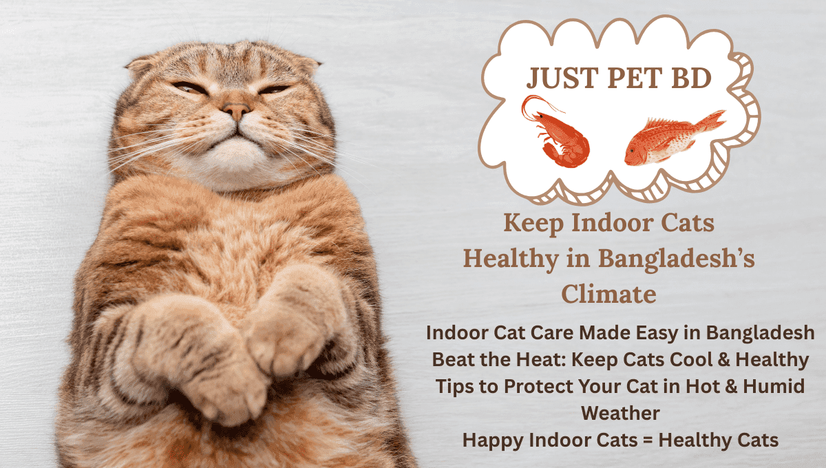 How to Keep Indoor Cats Healthy in Bangladesh’s Climate