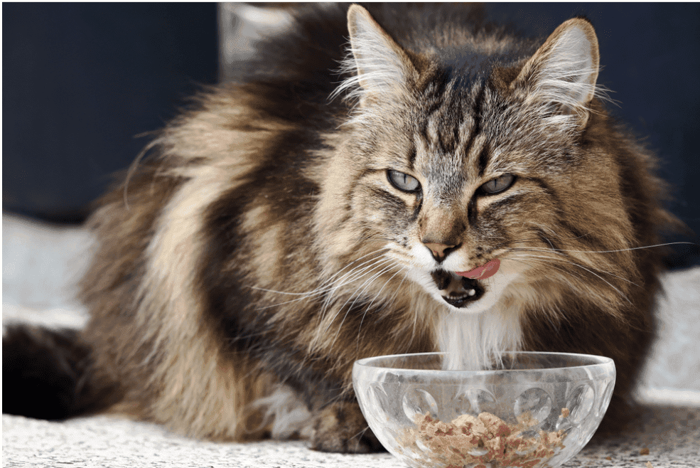 বাংলাদেশে প্রিমিয়াম ও সস্তা বিড়ালের খাবার বেছে নিন