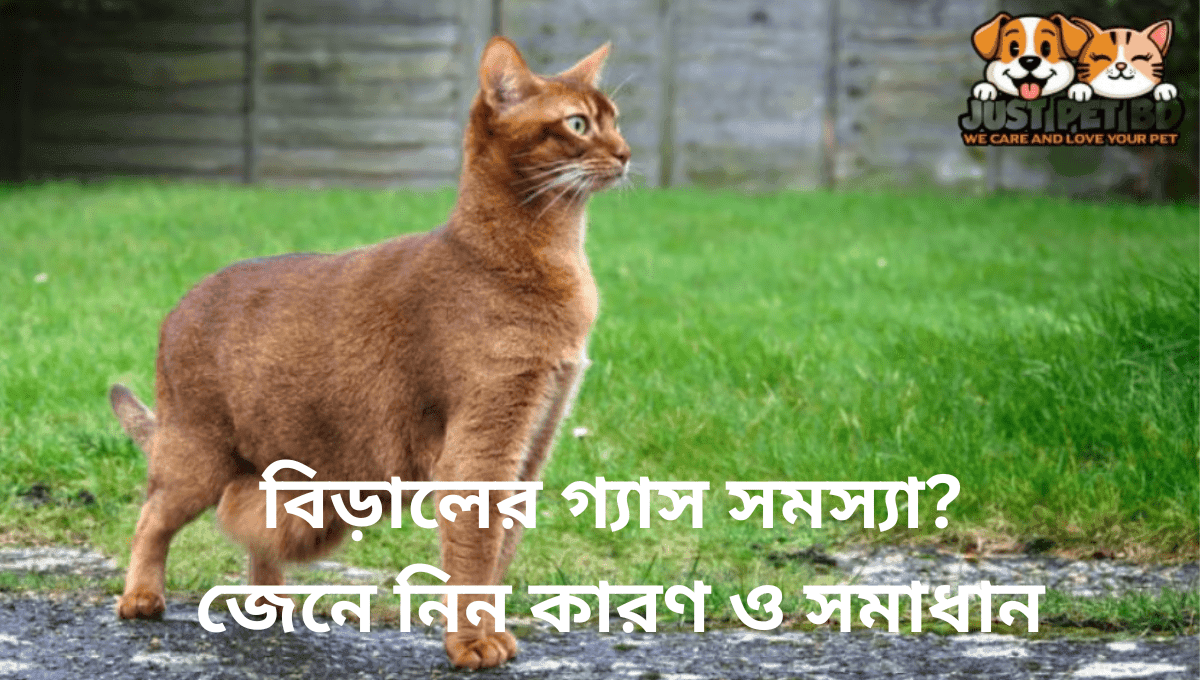 বিড়ালের গ্যাস সমস্যা? জেনে নিন কারণ ও সমাধান!