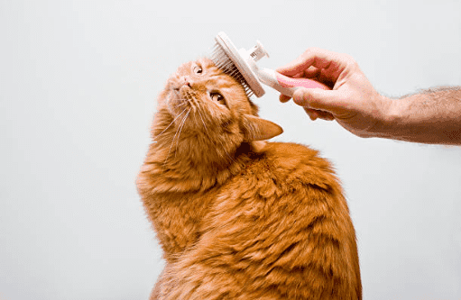 How to Keep Your Cat Clean and Healthy at Home