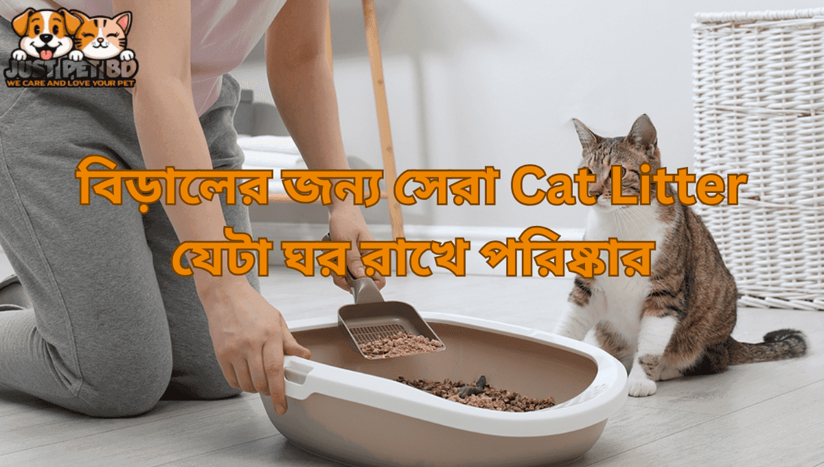 বিড়ালের জন্য সেরা Cat Litter যেটা ঘর রাখে পরিষ্কার