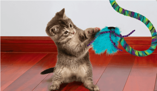 Easy Cat Toy Ideas for Pet Lovers in Bangladesh